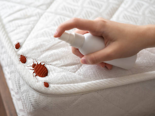 Best Termite Control Services  in Riverside, MD